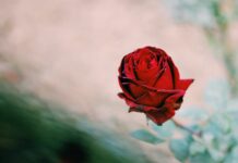 Guida all’acquisto auto elettrica: come scegliere la migliore per le tue esigenze