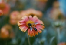 Scegli la tua auto elettrica con le guide all’acquisto e la valutazione del range