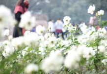 Guida all’acquisto di auto elettrica usata: tutto ciò che devi sapere