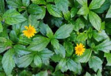 Scopri le migliori auto elettriche con sistemi di sicurezza: le guide all’acquisto