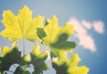 Confronto tra auto elettriche, ibride e a benzina: scopri le differenze!