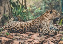 Recensione della nuova auto elettrica Jaguar I-PACE: Esploriamo le prestazioni e le caratteristiche avanzate