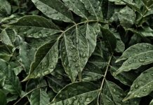 Recensione Nissan Leaf: tutto ciò che devi sapere sull’auto elettrica