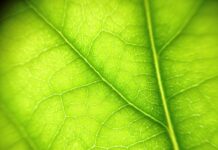 Le migliori recensioni di auto elettriche a noleggio: confronta e scegli la tua!