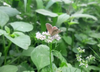 Consigli per la manutenzione delle auto elettriche: come prolungare la durata della batteria