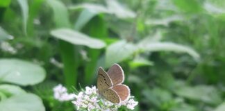 Consigli per la gestione termica delle auto elettriche: evitare il surriscaldamento con una corretta manutenzione