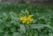 Consigli per la manutenzione e la durata della batteria di un’auto elettrica: ecco come prolungarla al massimo!