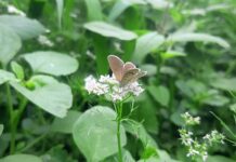 Consigli e guida ecocompatibile per la manutenzione delle batterie: garantire una lunga durata e preservare l’ambiente