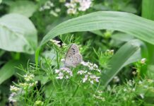 Consigli manutenzione auto elettrica: scopri come effettuare la manutenzione ordinaria