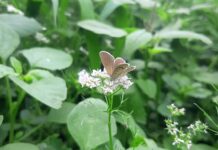 Consigli pratici per prolungare la durata della batteria delle auto elettriche: guida alla manutenzione