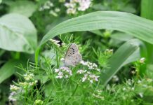 Consigli manutenzione auto elettriche: le procedure corrette per la ricarica