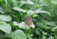 Consigli di manutenzione: Quando e come fare la ricarica di un’auto elettrica