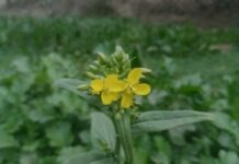 Consigli per la manutenzione della batteria dell’auto elettrica: come mantenerla efficiente nel tempo