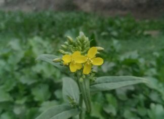 Consigli di manutenzione: come ricaricare correttamente l’auto elettrica