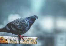 Recensioni e opinioni sul design della Renault Zoe: scopri cosa ne pensano gli esperti